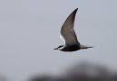 Whiskered Tern, Morocco 17th of March 2012 Photo: Mikkel Holck
