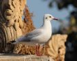 Brown-headed Gull, India 2nd of February 2012 Photo: Paul Patrick Cullen