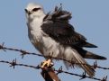 Black-winged Kite, India 6th of February 2012 Photo: Paul Patrick Cullen