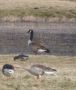 Canada Goose, ssp. parvipes, Denmark 27th of March 2012 Photo: Tonny Papillon