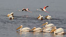 Greater Flamingo, Kenya 29th of June 2011 Photo: Hans Henrik Larsen