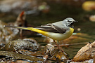 Grey Wagtail, Thailand 8th of March 2012 Photo: Helge Sørensen