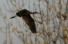 Glossy Ibis, Morocco 13th of March 2012 Photo: Mikkel Holck