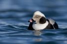 Long-tailed Duck, Norway 5th of April 2012 Photo: Daniel Pettersson