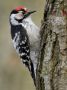 Lesser Spotted Woodpecker, han, Denmark 13th of April 2012 Photo: John Larsen