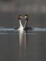 Great Crested Grebe, Pair in display, Sweden 16th of April 2012 Photo: Daniel Pettersson