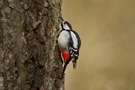 Great Spotted Woodpecker, Ivrig leder han efter føde, Denmark 16th of April 2012 Photo: Claus Halkjær