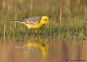 Citrine Wagtail, 2cy male, Sweden 18th of April 2012 Photo: Tomas Lundquist