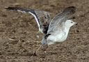 Great Black-backed Gull, 4 K.  Minus hale., Denmark 18th of April 2012 Photo: Hans Henrik Larsen