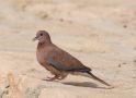 Laughing Dove, Egypt 20th of December 2011 Photo: Lars Falck
