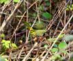 Common Yellowthroat, Wales 18th of February 2012 Photo: Chris Baines