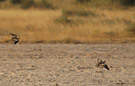 Chestnut-bellied Sandgrouse, Kenya 3rd of July 2011 Photo: Hans Henrik Larsen