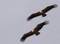 Griffon Vulture, Spain 14th of April 2012 Photo: Klaus Malling Olsen