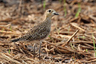 Pacific Golden Plover, Thailand 11th of March 2012 Photo: Helge Sørensen