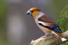 Hawfinch, Sweden 5th of May 2012 Photo: Daniel Pettersson