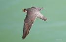 Peregrine Falcon, Luftrummets hersker, Denmark 2nd of May 2012 Photo: Bo Tureby