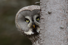 Great Grey Owl, Sweden 6th of May 2012 Photo: Johnny Salomonsson
