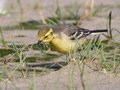 Citrine Wagtail, Fluefanger, Denmark 1st of May 2012 Photo: Anders Wiig Nielsen