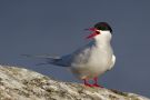 Arctic Tern, 