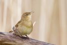Common Grasshopper Warbler, 4cy+ male, Norway 9th of May 2012 Photo: Ingar Støyle Bringsvor