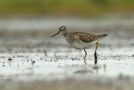 Wood Sandpiper, Tinkmed, Denmark 8th of May 2012 Photo: Christian Eilers