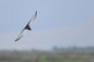 White-winged Tern, Greece 8th of May 2012 Photo: Lars Rostgaard