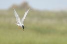 Common Tern, Greece 8th of May 2012 Photo: Lars Rostgaard