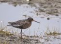 Spotted Redshank, Denmark 14th of May 2012 Photo: Anne Navntoft