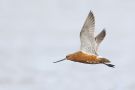Bar-tailed Godwit, male, Sweden 16th of May 2012 Photo: Daniel Pettersson