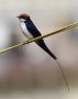Wire-tailed Swallow, India 18th of February 2012 Photo: Paul Patrick Cullen