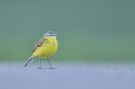Western Yellow Wagtail, Denmark 5th of May 2012 Photo: Lars Rostgaard
