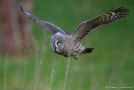 Great Grey Owl, Great Grey, Sweden 15th of May 2012 Photo: Tomas Lundquist