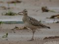 Little Curlew, China 4th of May 2012 Photo: Martinez Jonathan