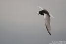 White-winged Tern, China 4th of May 2012 Photo: Martinez Jonathan