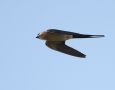 Red-rumped Swallow, Denmark 26th of May 2012 Photo: Carsten Holm Petersen
