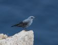 Blue Rock Thrush, Greece 26th of May 2012 Photo: Klaus Dichmann