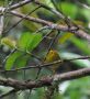 Wilson's Warbler, Mexico 22nd of March 2012 Photo: Jens Thalund