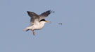 Little Tern, Sweden 25th of May 2012 Photo: David Erterius
