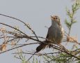 Cetti's Warbler, Greece 25th of May 2012 Photo: Klaus Dichmann