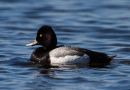 Lesser Scaup, Male, Iceland 29th of May 2012 Photo: Omar Runolfsson