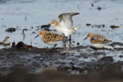 Little Stint, 3 ind. in fresh breeding plumage, Sweden 22nd of May 2012 Photo: David Erterius
