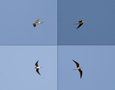 Collared Pratincole, Collage, France 16th of July 2009 Photo: Rune Sø Neergaard