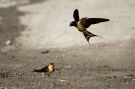 Red-rumped Swallow, Med Landsvale, Greece 7th of April 2012 Photo: Jakob Dall