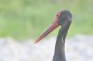 Black Stork, Greece 10th of May 2012 Photo: Lars Rostgaard