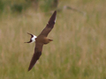 Collared Pratincole, Denmark 31st of May 2012 Photo: Lars Andersen