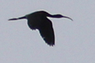 Sort Ibis, Cypern 22. maj 2012 Foto: Tommy Holmgren