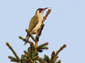European Green Woodpecker, Fugle i landskabet, Sweden 20th of May 2012 Photo: Hans Henrik Larsen