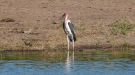 Marabou Stork, Botswana 3rd of May 2012 Photo: Michael Frank Nielsen