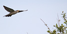 Common Cuckoo, Kukker over mosen, Denmark 6th of June 2012 Photo: Hans Henrik Larsen