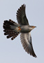 Common Cuckoo, Denmark 6th of June 2012 Photo: Hans Henrik Larsen